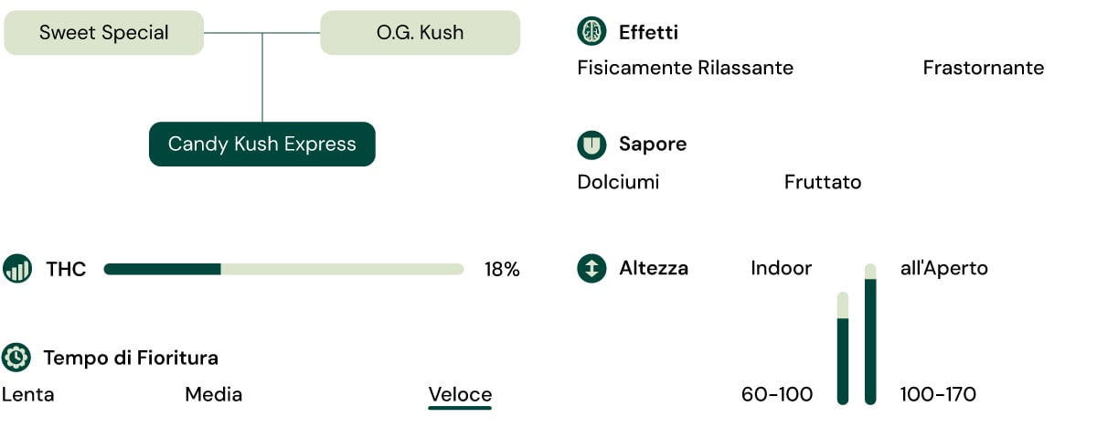 Caratteristiche della varietà Candy Kush Express