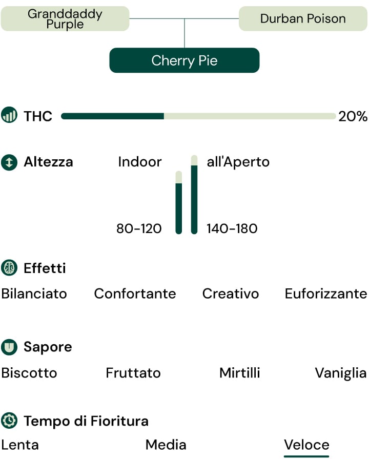Caratteristiche della varietà Cherry Pie