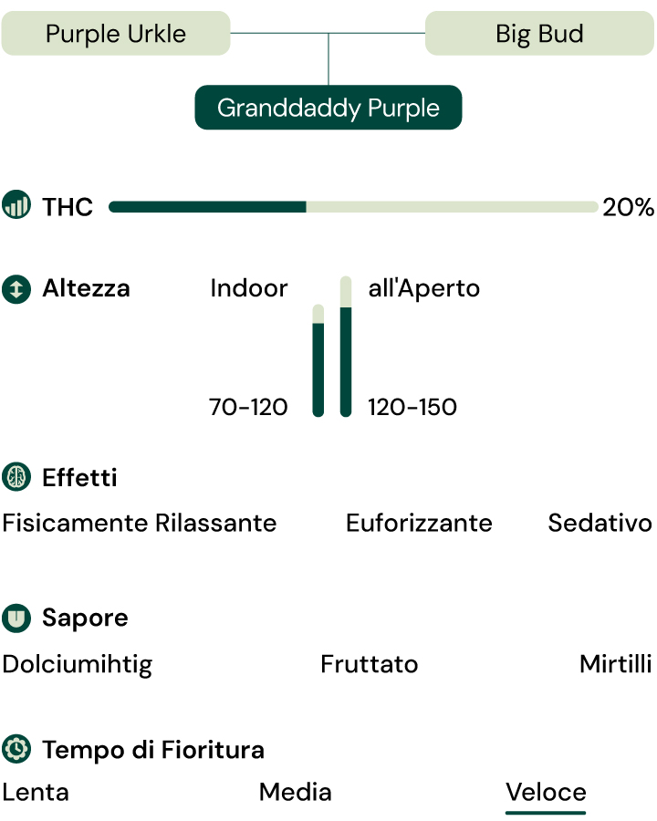 Caratteristiche della varietà Granddaddy Purple