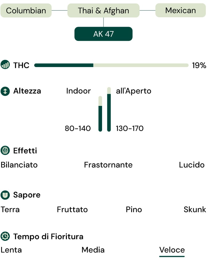 Caratteristiche della varietà Royal AK (AK-47) Caratteristiche della varietà Royal AK (AK-47)