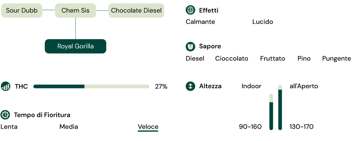 Caratteristiche della varietà Royal Gorilla
