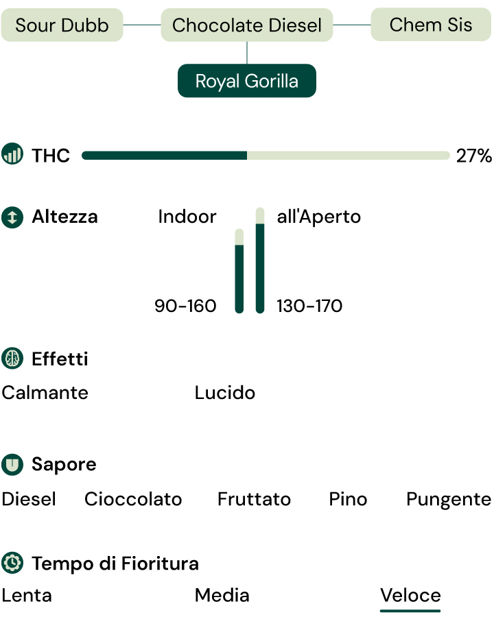 Caratteristiche della varietà Royal Gorilla