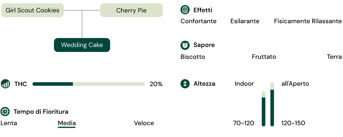 Infografica varietà Wedding Cake Ibrido di Girl Scout Cookies e Cherry Pie con 20% THC, effetti rilassanti ed energizzanti, gusto dolce e terroso.