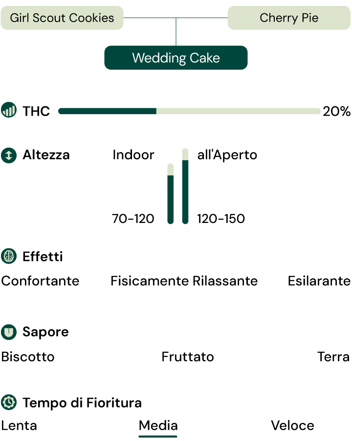 Infografica varietà Wedding Cake Ibrido di Girl Scout Cookies e Cherry Pie con 20% THC, effetti rilassanti ed energizzanti, gusto dolce e terroso.