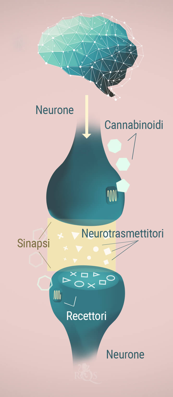 Neuroni, cannabinoidi e neurotrasmettitori