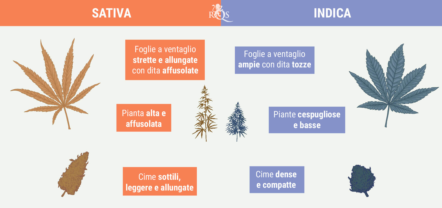 DISTINGUERE LE INDICA DALLE SATIVA DISTINGUERE LE INDICA DALLE SATIVA
