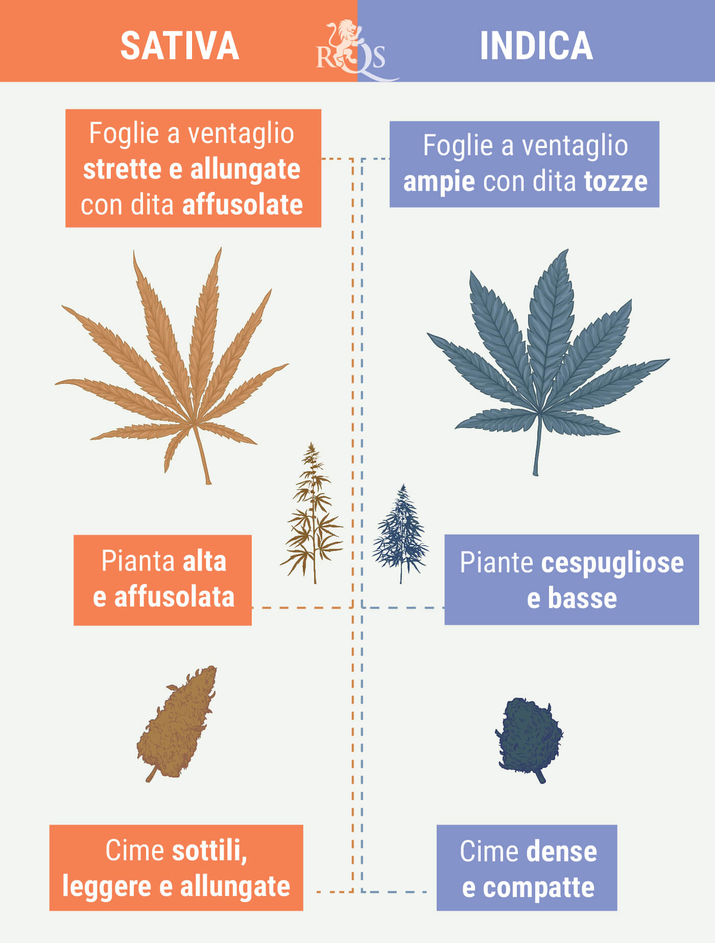 DISTINGUERE LE INDICA DALLE SATIVA DISTINGUERE LE INDICA DALLE SATIVA