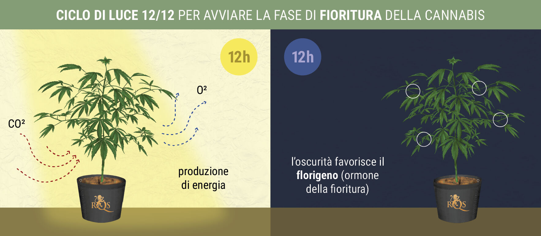 Quando Inizia la Fase di Fioritura per le Varietà Fotoperiodiche?