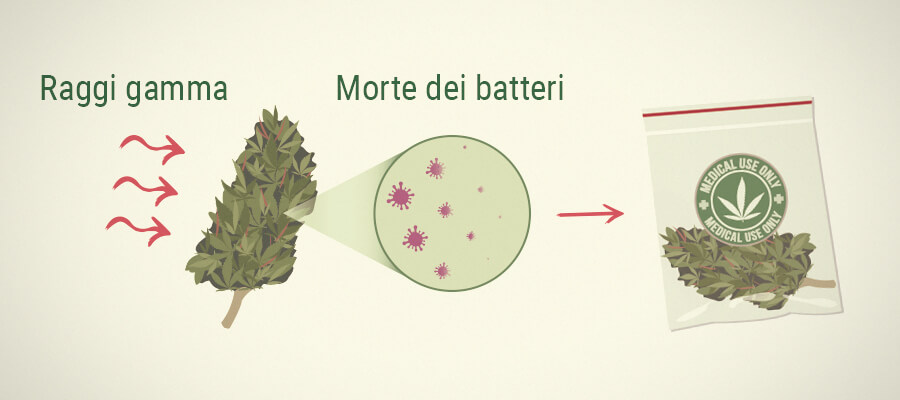 Muffa sulla Cannabis Terapeutica: l'Irradiazione 