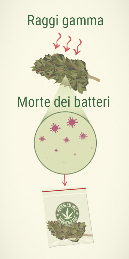 Muffa sulla Cannabis Terapeutica: l'Irradiazione 