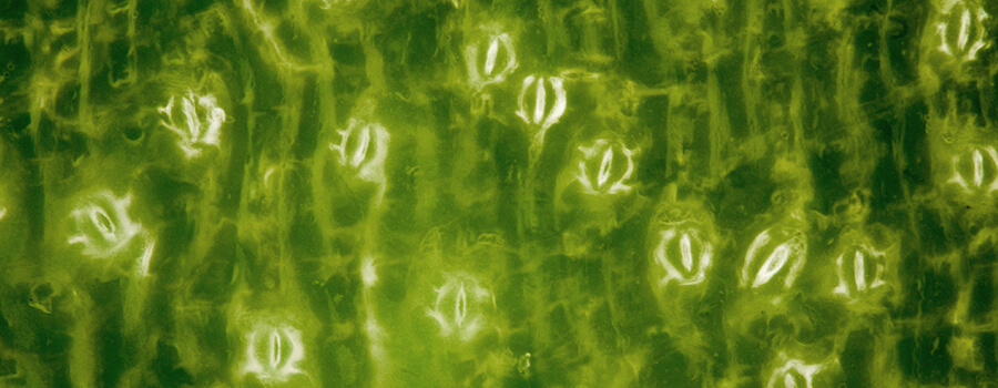 Foglie Di Stomata Cannabis