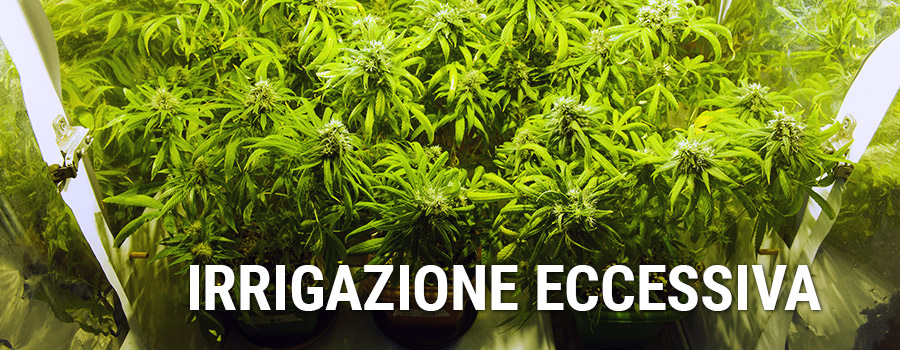 Irrigazione Eccesiva Cannabis Irrigazione Eccesiva Cannabis