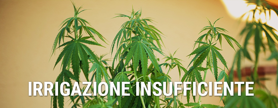 Irrigazione Insufficiente Cannabis Irrigazione Insufficiente Cannabis