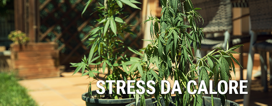 Stress Da Calore Cannabis Stress Da Calore Cannabis