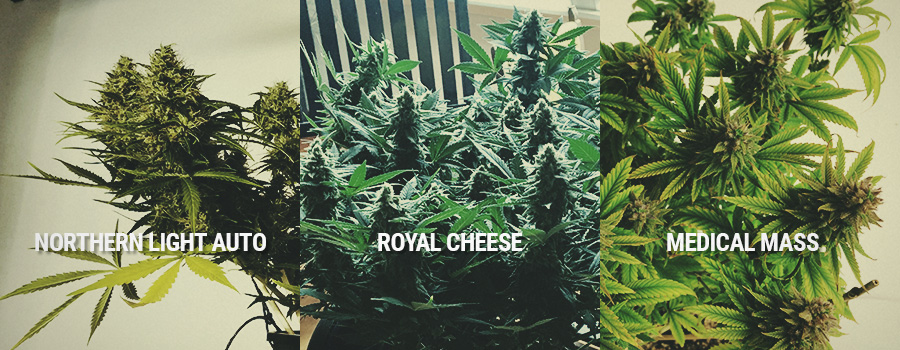 Northern Light Auto, Royal Cheese, Medical Mass Northern Light Auto, Royal Cheese, Medical Mass