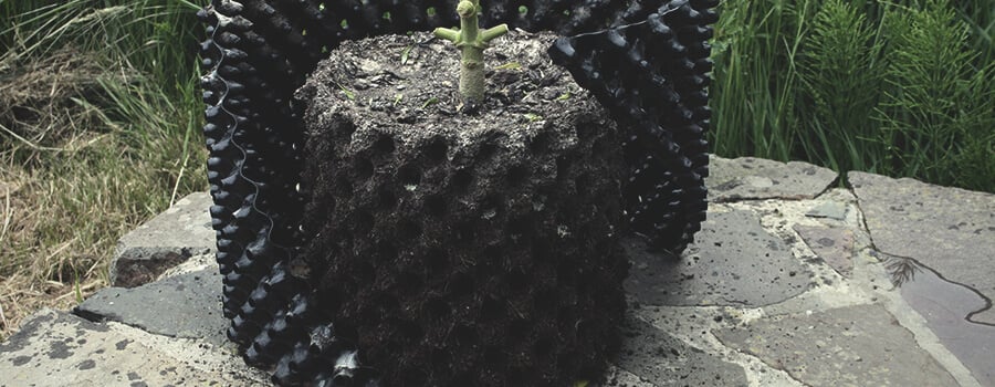 Pianta Di Cannabis A Potatura Aerea