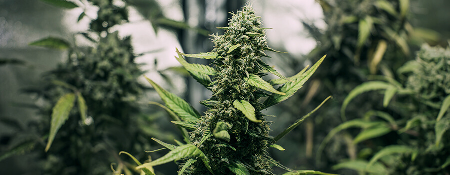 Cannabis Struttura Triangolare A Forma Di Albero Di Natale. Cannabis Struttura Triangolare A Forma Di Albero Di Natale.