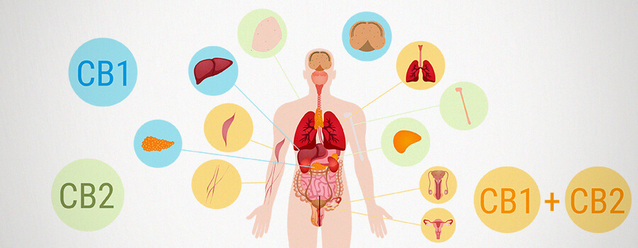 Recettori Cb1 E Cb2 Per Il Corpo. Cannabinoidi Recettori Cb1 E Cb2 Per Il Corpo. Cannabinoidi