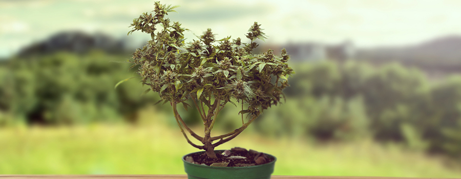 ALBERI DI CANNABIS BONSAI ALBERI DI CANNABIS BONSAI