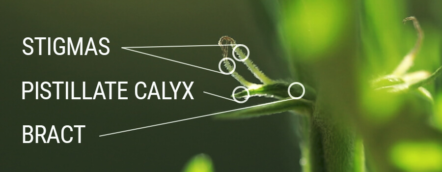Calmati E Calici Pistilli Di Stimmi Calmati E Calici Pistilli Di Stimmi