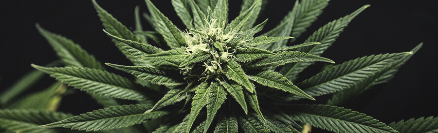 BubbleGum XL by Royal Queen Seeds BubbleGum XL by Royal Queen Seeds