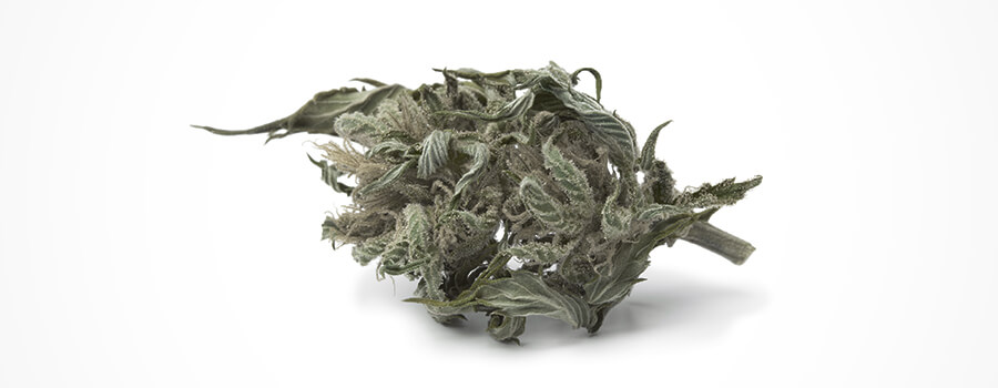 Scolorimento Della Cannabis