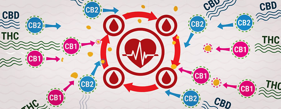 Cb1 E Cb2 Con Pressione Sanguigna Di Interazione Thc E Cbd