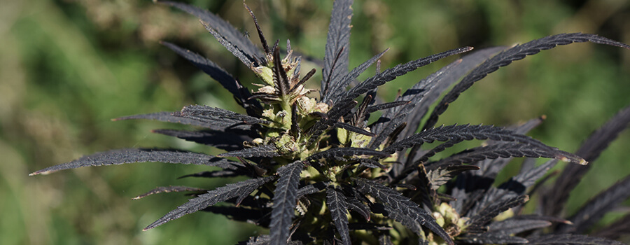 Temperature Troppo Fredde Cannabis Temperature Troppo Fredde Cannabis