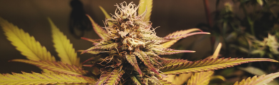 Candy Kush by Royal Queen Seeds Candy Kush by Royal Queen Seeds