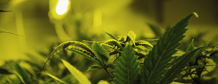 La Quantità Ottimale Di Luce Per Le Piante Di Cannabis