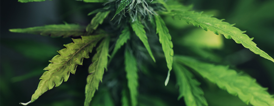 Pianta Di Cannabis Con Infestazione Di Acari