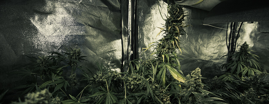 Coltivare Diversi Ceppi Di Cannabis Nello Stesso Tempo Nello Stesso Spazio Coltivare Diversi Ceppi Di Cannabis Nello Stesso Tempo Nello Stesso Spazio