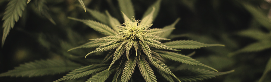 Chocolate Haze By Royal Queen Seeds Chocolate Haze By Royal Queen Seeds