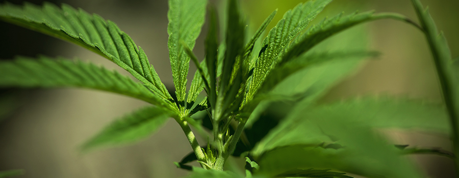 Clonazione Delle Varietà Autoflowering Cannabis