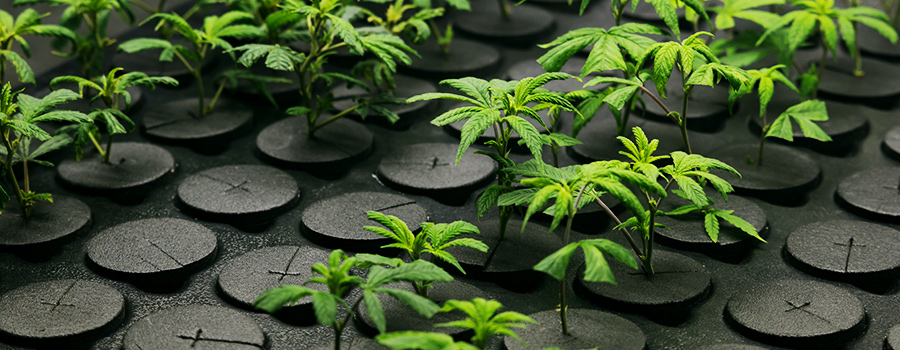 Cloni Di Cannabis Cloni Di Cannabis