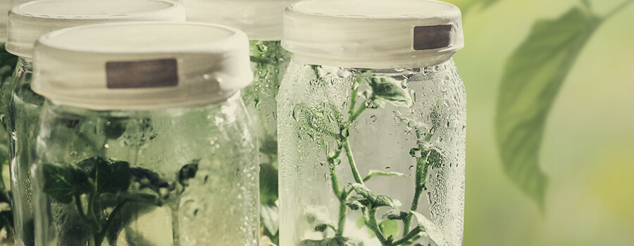 Cannabis Di Micropropagazione Cannabis Di Micropropagazione