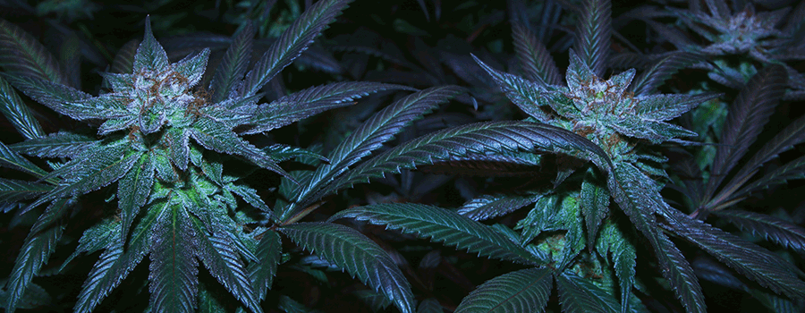 Come Clonare I Ceppi Di Cannabis Autofiorenti