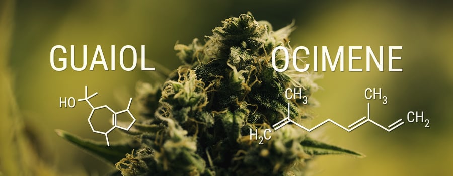 Guaiol Ocimene Terpeni Cannabis Effeto Entourage