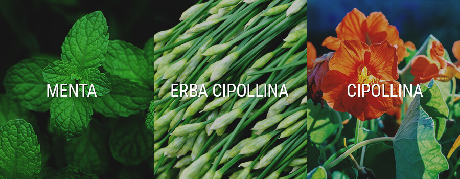 Menta, Erba Cipollina All'Aglio E Piante Di Cannabis Nasturtium Companion Menta, Erba Cipollina All'Aglio E Piante Di Cannabis Nasturtium Companion