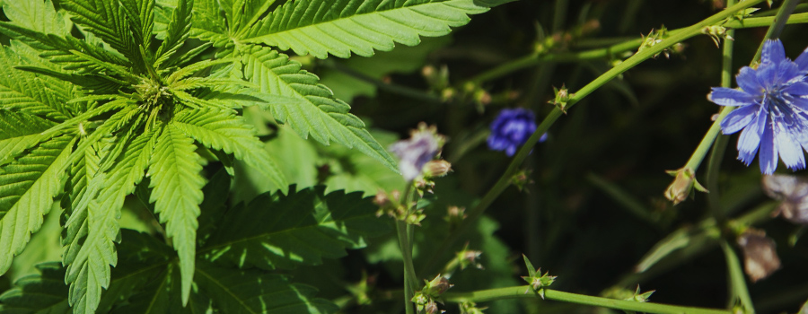 Coltivazioni Organiche Della Coltivazione Della Cannabis Del Suolo Coltivazioni Organiche Della Coltivazione Della Cannabis Del Suolo
