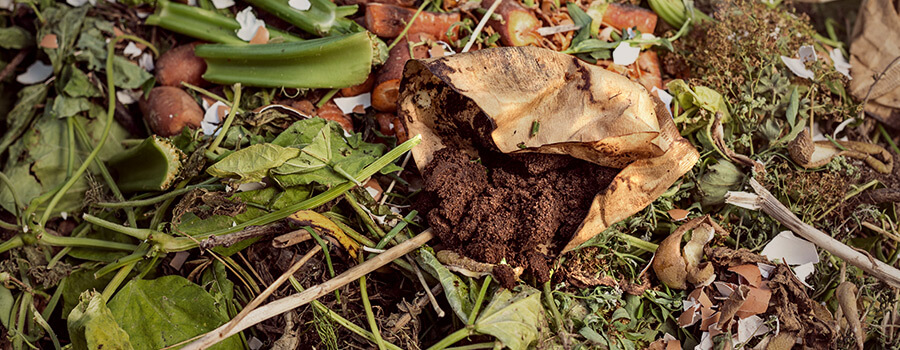 Coffee Grounds In Compost Per Coltivazione Di Cannabis