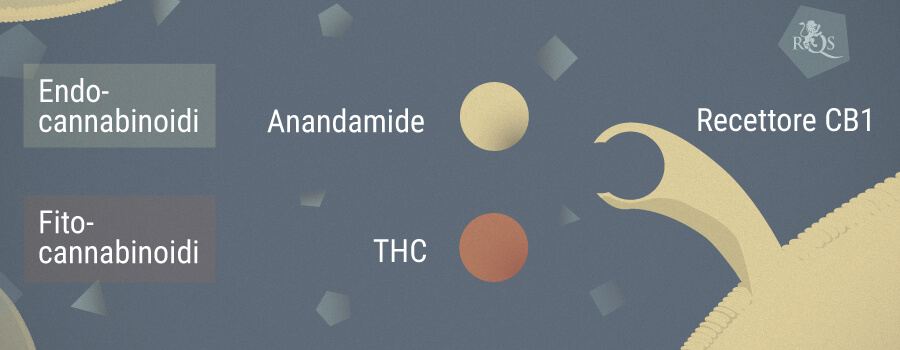 Anandamide E Cannabis