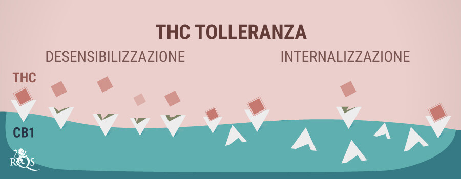 THC Tolleranza