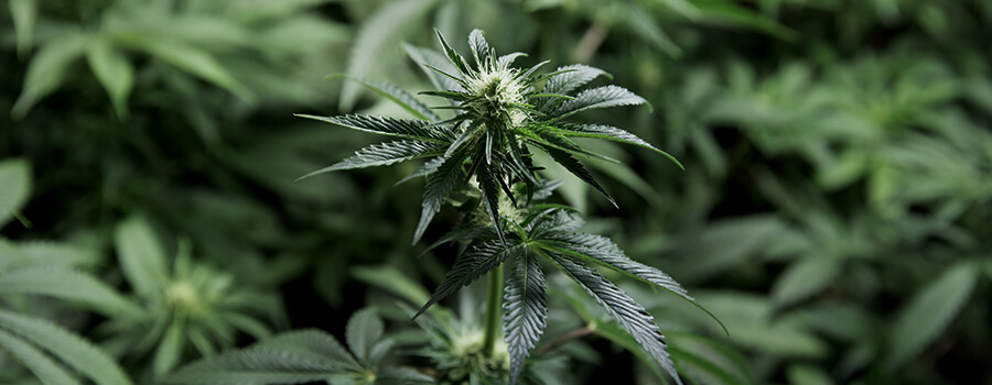 Cannabis Da Fiore Cannabis Da Fiore