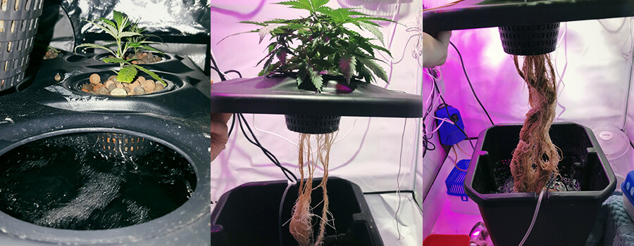 Serbatoio Deep Water Culture Cannabis Serbatoio Deep Water Culture Cannabis