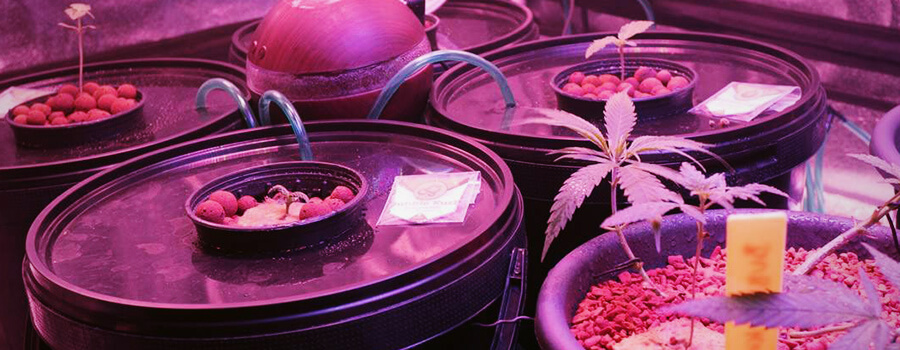 Deep Water Culture DWC Deep Water Culture DWC