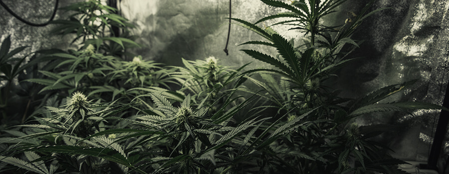 Crescere Di Diverse Piante Di Cannabis
