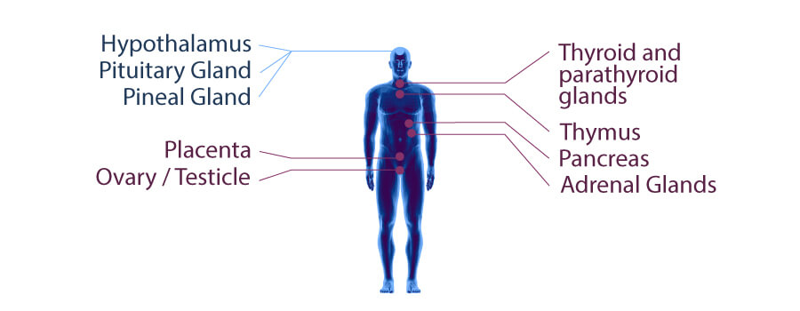 Sistema Endocrino Sistema Endocrino