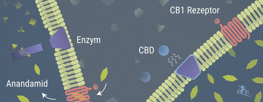 Anandamide e CBD