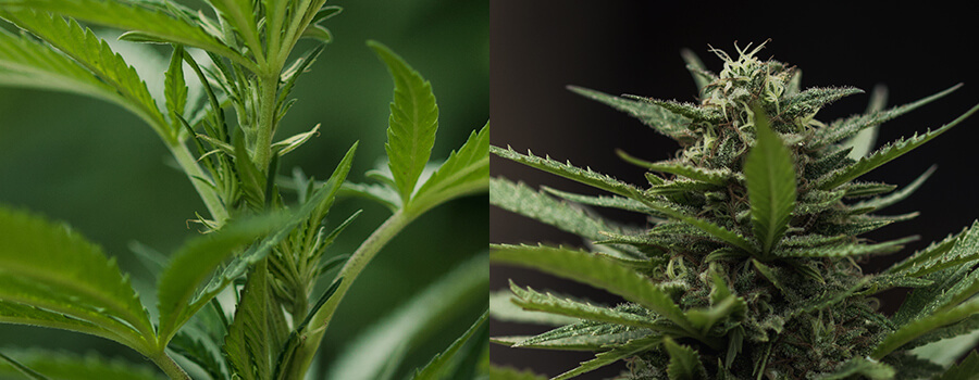 Fioritura Delle Piante Di Cannabis Fioritura Delle Piante Di Cannabis